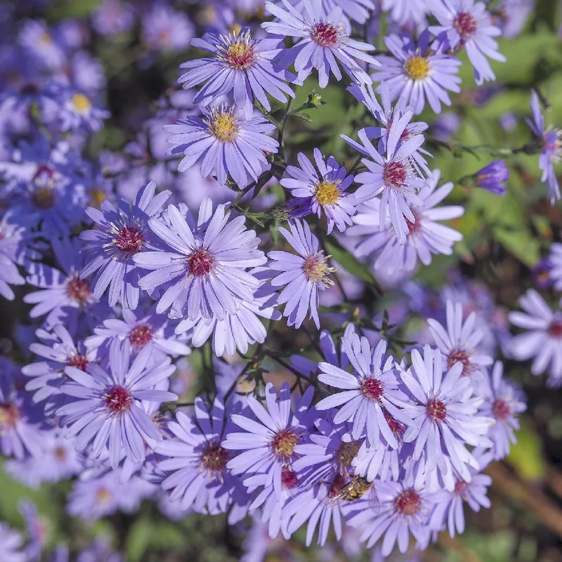 Aster: What Is It and Why Should I Care?